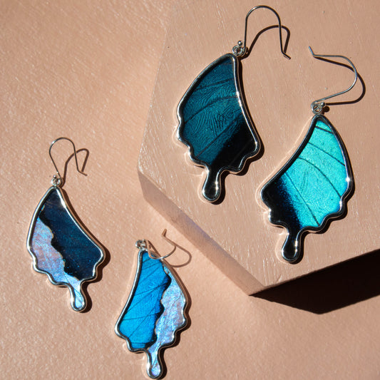 preserved butterfly earrings, preserved butterflies, butterflies, butterfly wings, morpho achilles, morpho achilles butterfly, morpho achilles species, butterfly jewelry, butterfly earrings, morpho sulkowski, morpho sulkowski species